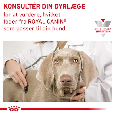 KONSULTÉR DIN DYRLÆGE for at vurdere, hvilket foder fra ROYAL CANIN som passer til din hund. VETERINARY NUTRITION. Dyrlæge undersøger hund med stetoskop.