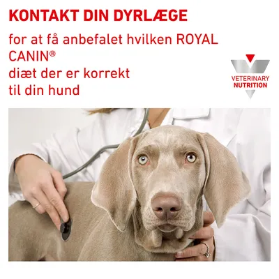 KONTAKT DIN DYRLÆGE for at få anbefalet hvilken ROYAL CANIN diæt der er korrekt til din hund. VETERINARY NUTRITION. Dyrlæge undersøger hund med stetoskop.