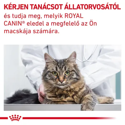KÉRJEN TANÁCSOT ÁLLATORVOSÁTÓL és tudja meg, melyik ROYAL CANIN eledel a megfelelő az Ön macskája számára. Macska vizsgálóasztalon állatorvossal.