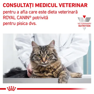 Consultați medicul veterinar pentru a afla care este dieta veterinară ROYAL CANIN potrivită pentru pisica dvs. VETERINARY NUTRITION. Imagine cu o pisică la veterinar.