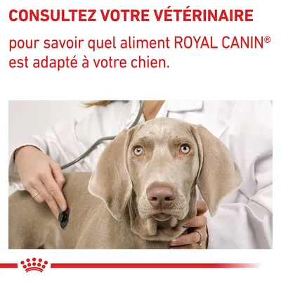 Consultez votre vétérinaire pour savoir quel aliment ROYAL CANIN® est adapté à votre chien. Texte en français belge visible sur l’image.