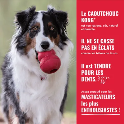 Chien avec un jouet KONG rouge dans la gueule. Texte : Le caoutchouc KONG est non toxique, sûr, naturel, durable, ne s’effrite pas, respecte les dents et est robuste pour les mâcheurs puissants.