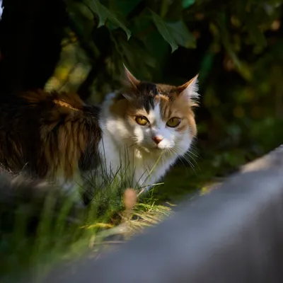 Virbac Veterinary HPM Cat Urology Water Intake & Behaviour U3 Virbac Veterinary HPM Cat Urology Water Intake & Behaviour U3