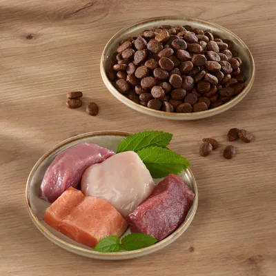 Zwei Schalen: eine mit braunen Trockenfutter-Kroketten, die andere mit rohem Fleisch (Lachs, Huhn, Rind) und frischen Minzblättern. Darstellung der Zutaten für Tiernahrung.
