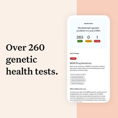 Over 260 genetic health tests. Example report shows 263 clear, 0 notable, 1 at risk for MDR1 drug sensitivity with key findings and affected breeds listed.