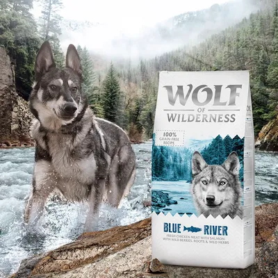 Wolf of Wilderness Blue River sucha karma z świeżym mięsem kurczaka i łososiem, 100% bezzbożowa receptura, z jagodami leśnymi, korzeniami i ziołami leśnymi.