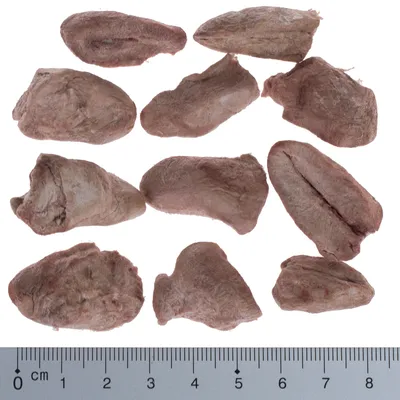 Getrocknete Fleischstücke in verschiedenen Formen und Grössen, Massstab unten zeigt Länge bis zu 10 cm.