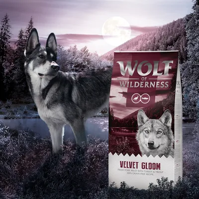 Συσκευασία Wolf of Wilderness Velvet Gloom. Ορατό κείμενο: Fresh pork meat with turkey & trout, 100% grain-free recipe. Στο φόντο σκύλος και δάσος με λίμνη.