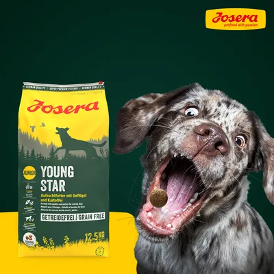 Saco de pienso Josera Young Star Junior, 12,5 kg, sin cereales, con texto visible: 'Aufzuchtfutter mit Geflügel und Kartoffel', junto a perro mostrando croqueta.