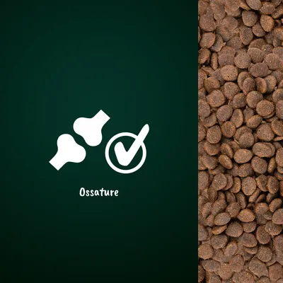 Croquettes avec pictogramme d’os, coche et texte « Ossature » sur fond vert. Indique un bénéfice visible lié à l’ossature.