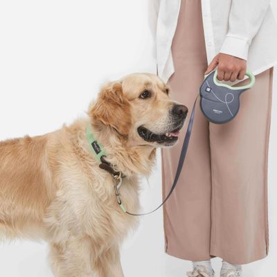 Dog with green collar and lead held by a person. Flexi lead holder in grey with green handle visible.