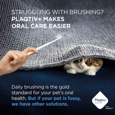 Plaqitv+ oral care makes dental hygiene easier. Daily brushing is standard, but there are alternatives for fussy pets. Plaqtiv+ logo bottom right.