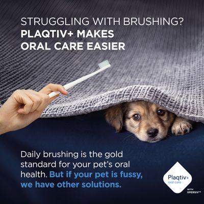 Plaqtiv+ oral care: Daily tooth brushing is important for your pet’s dental health. If your pet is fussy, Plaqtiv+ offers additional solutions.