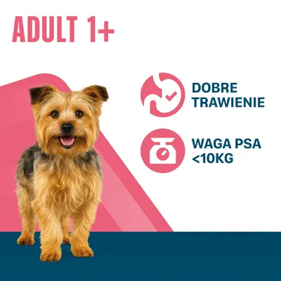 ADULT 1+, dobre trawienie, waga psa poniżej 10 kg. Obraz małego psa.