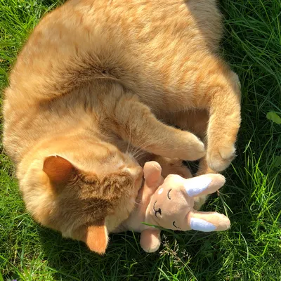 Gato rojo tumbado sobre césped jugando con un juguete de peluche en forma de animal marrón con cuernos blancos.