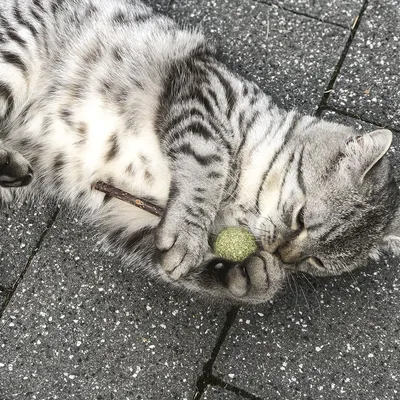 Grey cat playing with a green ball and a small stick on grey paving stones.