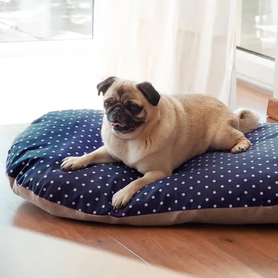 Hund ligger på en mörkblå hundkudde med vita prickar. Kudden har en beige undersida och är i ett ljust rum med trägolv.