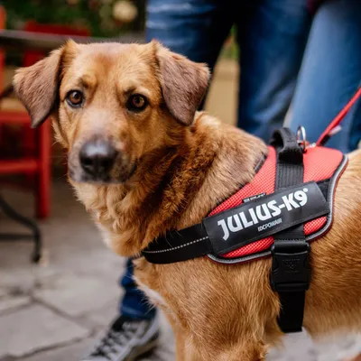 JULIUS-K9 IDC® POWAIR Geschirr - orange - Grösse XS/Mini-Mini: Brustumfang 40 - 53 cm