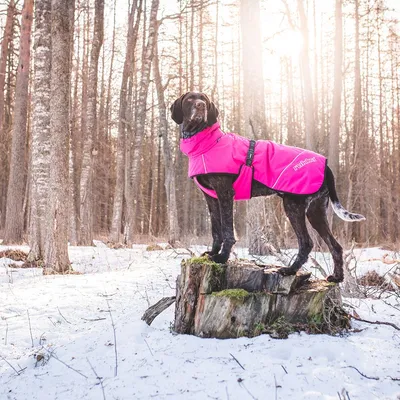 Pies w różowej kurtce outdoorowej z napisem 'Ruffwear' w ośnieżonym lesie. Kurtka z widocznym regulowanym paskiem i funkcją ochronną.