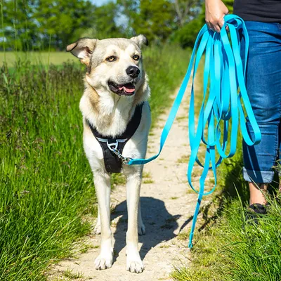 Hund mit schwarzem Geschirr und blauer langer Leine, geführt von einer Person auf einem Feldweg.