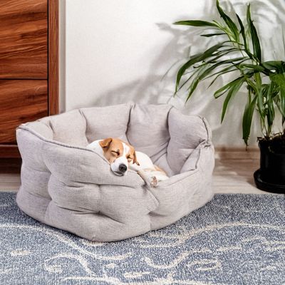 Dog sleeping in a grey, padded pet bed. Bed is on a blue carpet next to a houseplant and wooden furniture.