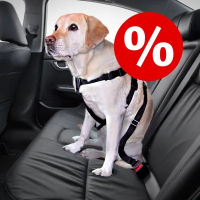 Hund mit Sicherheitsgeschirr auf einem Autositz. Rotes Prozentzeichen-Symbol für Rabatt oder Angebot.