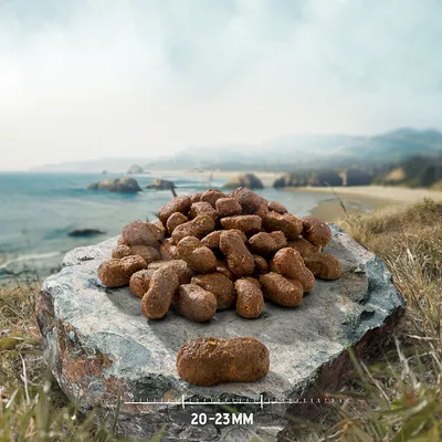 Croquettes en forme d’os posées sur une pierre, taille indiquée : 20–23 mm Croquettes en forme d’os posées sur une pierre, taille indiquée : 20–23 mm