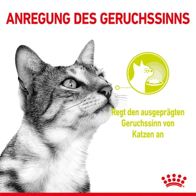 Texte en allemand : ANREGUNG DES GERUCHSSSINNS. Regt den ausgeprägten Geruchssinn von Katzen an. Illustration d’un chat et d’une assiette, logo Royal Canin visible.