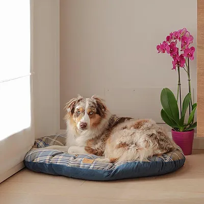 Pat confortabil pentru câini cu model în carouri și margine albastră, așezat lângă o orhidee roz pe podea din lemn.