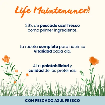 Pack nutrición mixta: pienso 2 kg + latas Almo Nature 6 x 70/140 g - 2 kg Holistic pescado azul y arroz + 6 x 140 g HFC atún del Pacífico