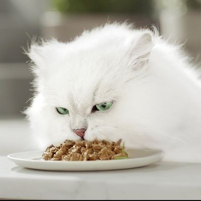 PURINA Gourmet A la Carte Kokkien reseptit, 4 x 85 g. Kanaa, pinaattia, pastapalleroita; nautaa, herneitä, tomaattia, kesäkurpitsaa; taimenta, porkkanaa; seitiä, pinaattia, porkkanaa.