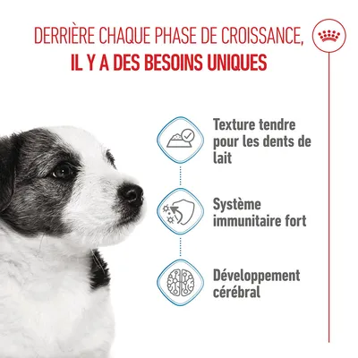 Graphique avec texte : Chaque phase de croissance a des besoins uniques. Texture douce pour les dents de lait, système immunitaire fort, développement du cerveau.
