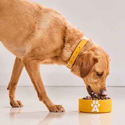 Hund med gult halsbånd spiser af en gul skål med pote-motiv, fyldt med tørfoder.
