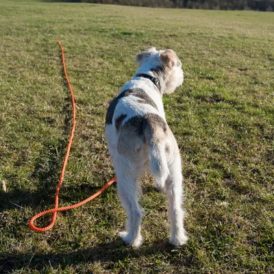 Hund mit orangefarbener Schleppleine auf einer Wiese. Zeigt Nutzung der Leine für Freilauftraining.