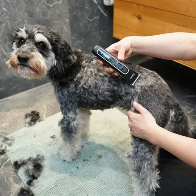 Person använder en elektrisk djurhårtrimmer för att trimma en hunds päls. Hunden står på en matta med avklippt päls.