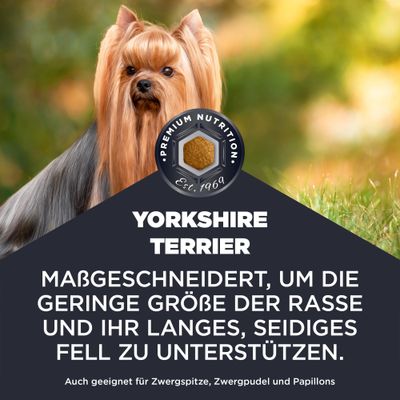 Yorkshire Terrier. Maßgeschneidert, um die geringe Größe der Rasse und ihr langes, seidiges Fell zu unterstützen. Auch geeignet für Zwergspitze, Zwergpudel und Papillons.