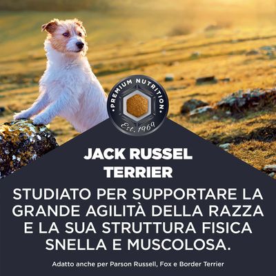 JACK RUSSELL TERRIER. Sviluppato per il sostegno dell’agilità e della struttura snella e muscolosa. Adatto anche per Parson Russell, Fox e Border Terrier.