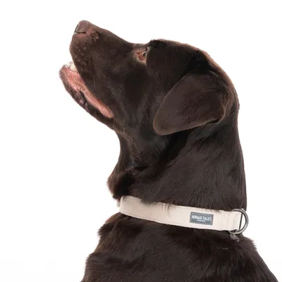 Brun hund med beige halsbånd, mærket 'Nomad Tales' synligt.