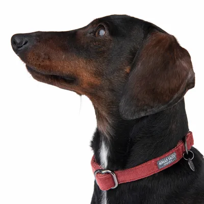 Chien portant un collier en tissu rouge avec boucle métallique et étiquette visible : Nomad Tales.