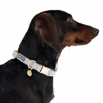 Chien portant un collier gris avec boucle dorée et médaille, marque Molly Tales visible sur l’étiquette du collier.