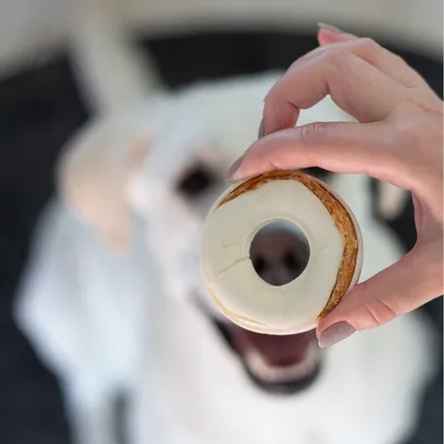 Hand houdt ronde hondenkoek met witte glazuurlaag voor een witte hond. Hond kijkt omhoog naar de traktatie.