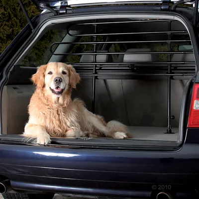 Grille de séparation en métal installée dans le coffre d’une voiture, avec un chien allongé à l’arrière. Grille noire fixée derrière les sièges arrière.
