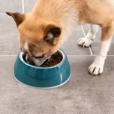 Petit chien mangeant des croquettes dans une gamelle en plastique bleu posée sur un sol carrelé gris. Croquettes visibles dans la gamelle.