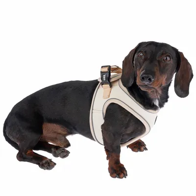 Cane con pettorina beige, fibbia nera e cinturino regolabile. Il prodotto mostra la vestibilità e il design della pettorina.