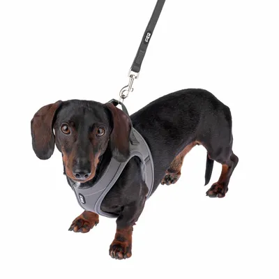 Schwarzer Hund mit grauem Geschirr und Leine, Modellname IDC sichtbar auf der Leine.