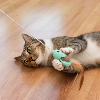 Gato juega con un pez de juguete verde atado a una cuerda sobre un suelo de madera.