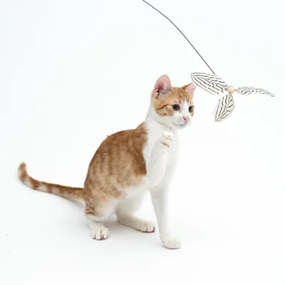 Rote und weisse Katze spielt mit einem Spielzeug in Form eines Schmetterlings an einer Schnur.