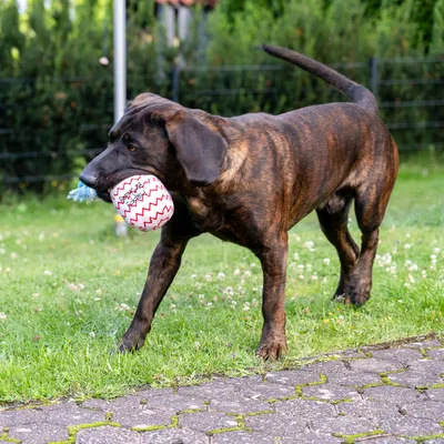Dog playing with a white toy ball with red zigzag patterns and blue cord in the garden.