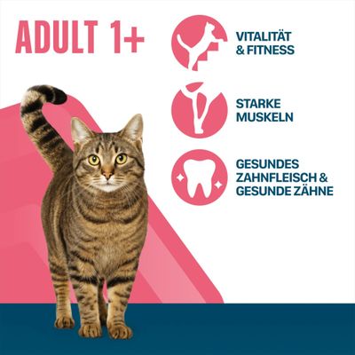 ADULT 1+, Vitalität & Fitness, starke Muskeln, gesundes Zahnfleisch & gesunde Zähne. Bild einer getigerten Katze.
