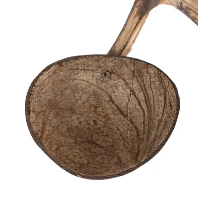 Demi-coque de noix de coco avec vis métallique visible, matériau naturel apparent, vue rapprochée du produit sans marque ni texte.